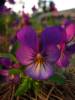 Viola tricolor (flower)