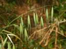 Poaceae   Avena barbata (8304690940)