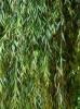 Willow Salix babylonica