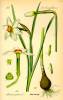 Illustration Narcissus poeticus0