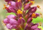 Amorpha fruticosa flowers