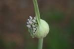 Elephant Garlic (Allium ampeloprasum)