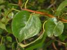 Rosaceae   Pyrus pyraster 1