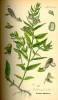 Illustration Scutellaria galericulata0