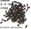 Alliaria petiolataseeds