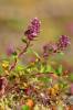 Breitblättrige Thymian (Thymus pulegioides) 1