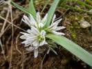Allium chamaemoly Corse 2014