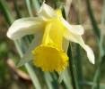 Narcissus pseudonarcissus flower 300303