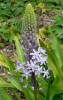 Scilla hyacinthoides 3