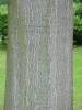 Ailanthus altissima5