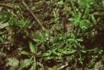 Galium spurium ssp vaillantii