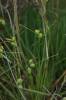 Carex extensa (1)