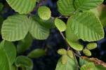 Alnus incana rugosa leaves