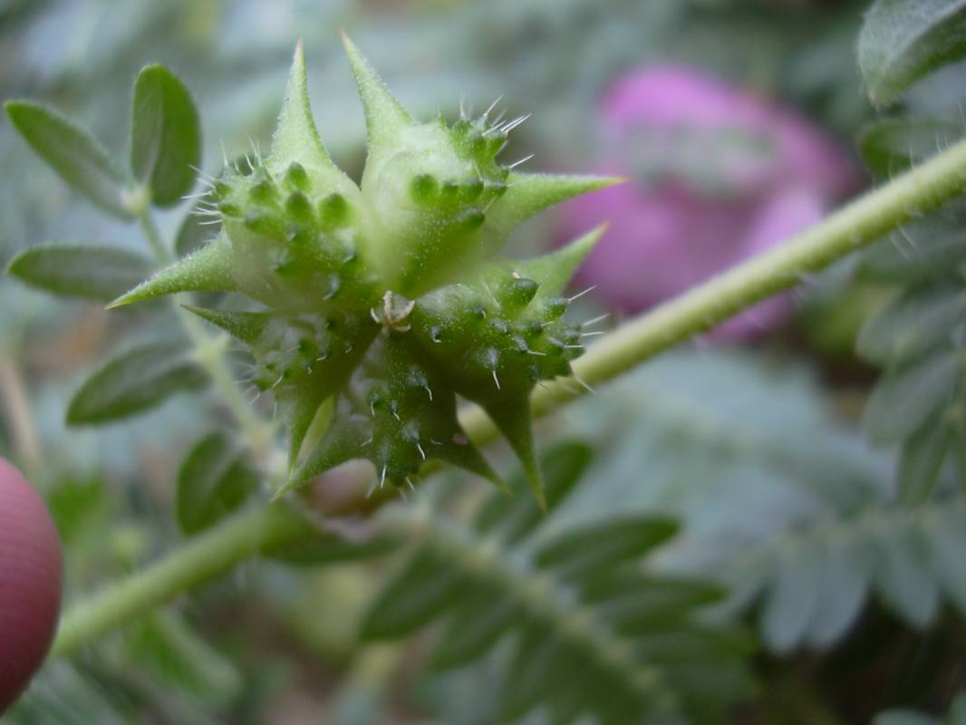 Tribulus terrestris (tribolo comune) Piante magiche