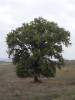 Quercus pubescens Tuscany