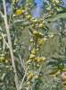Artemisia absinthium 0002