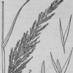 Agrostis maritima (cappellini marittimi)