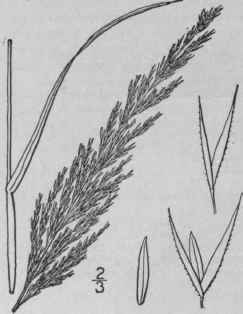 Agrostis maritima (cappellini marittimi)
