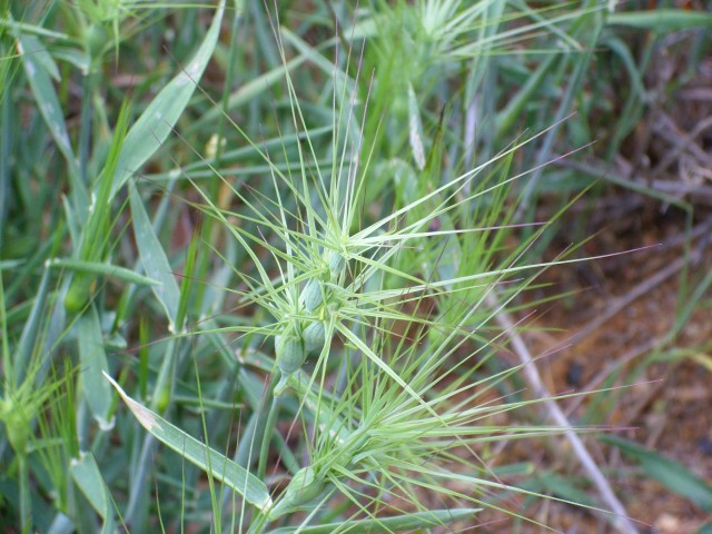 aegilops geniculata