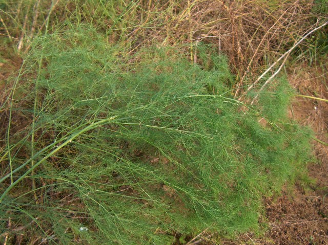 asparagus officinalis