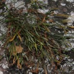 asplenium septentrionale asplenio settentrionale1