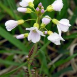 cardamine raphanifolia billeri di calabria1