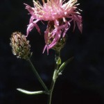 centaurea maculosa fiordaliso dei pascoli1
