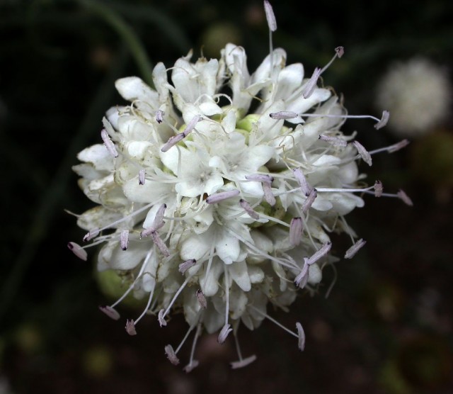 cephalaria leucantha