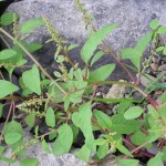 chenopodium polyspermum