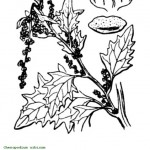 chenopodium urbicum farinello pie doca1