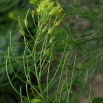 descurainia sophia erba sofia1
