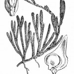 diphasium alpinum licopodio alpino1