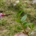 epilobium anagallidifolium