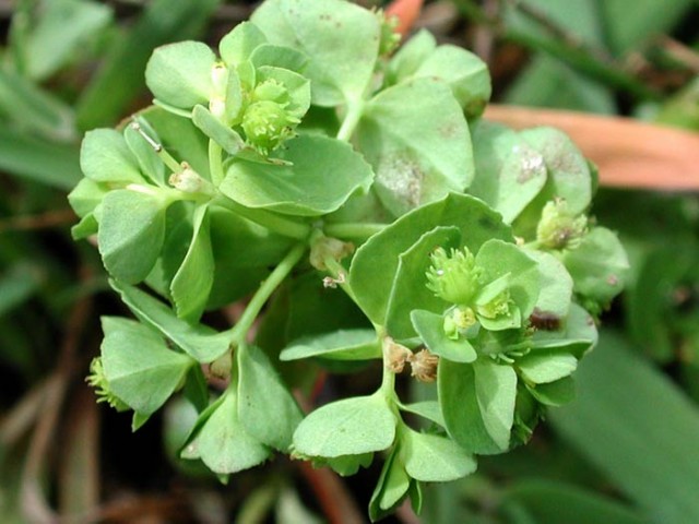 euphorbia cuneifolia