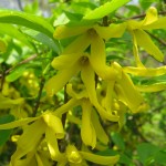 forsythia viridissima