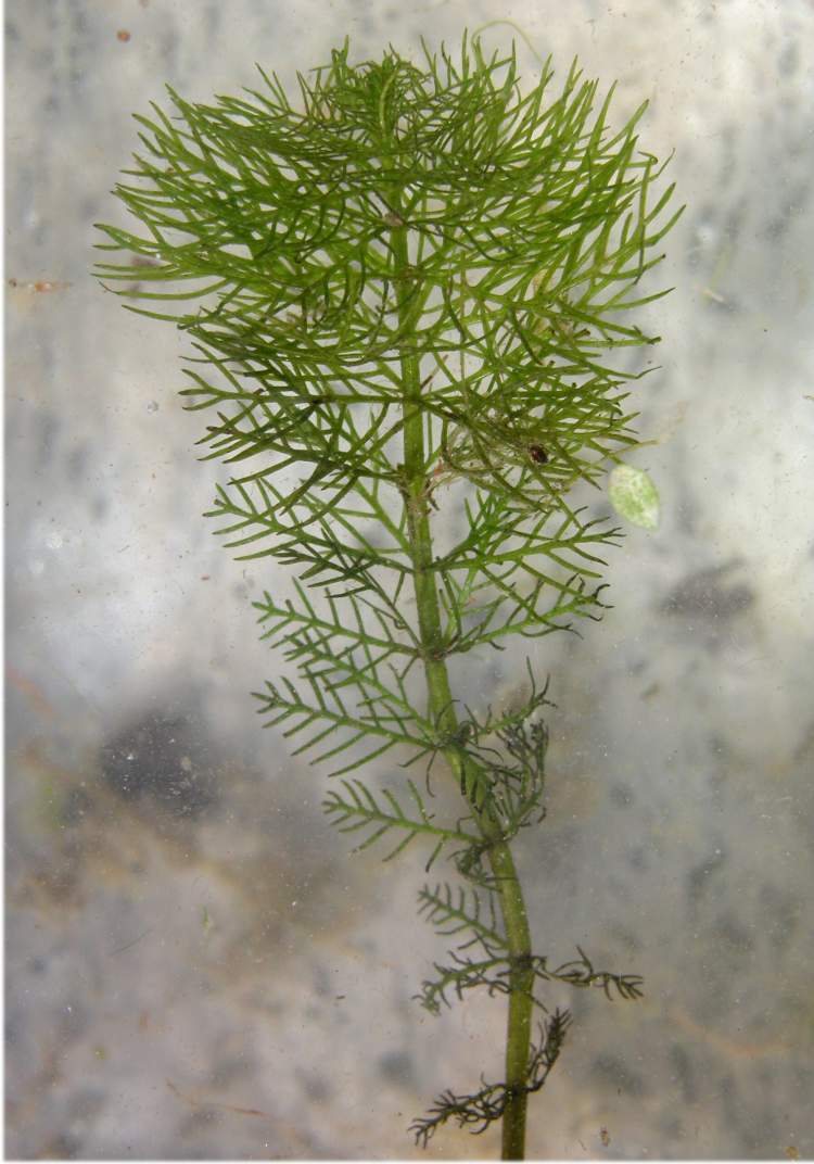 hottonia palustris fetro1