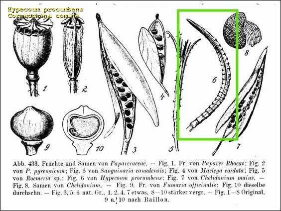 hypecoum procumbens cornacchina comune1