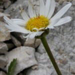 leucanthemum adustum margherita west alpina1