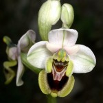 ophrys tenthredinifera