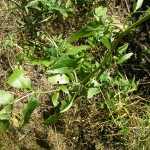 peucedanum latifolium1