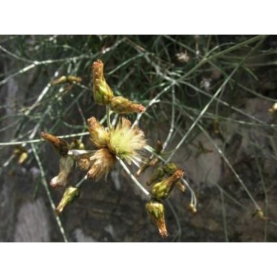 phagnalon sordidum scuderi tricefalo1