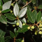 phillyrea latifolia