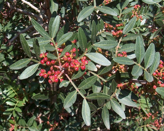 pistacia lentiscus lentisco1