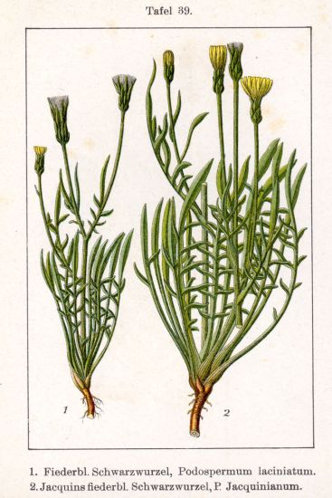 podospermum laciniatum