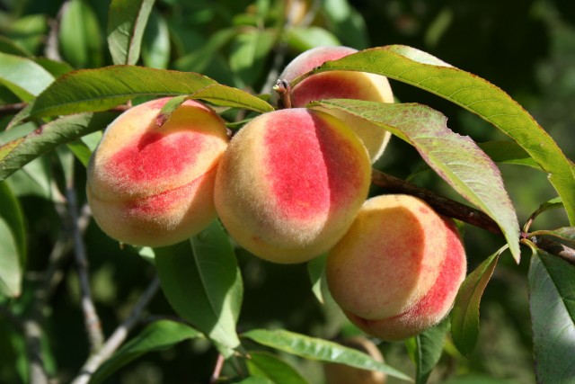 prunus persica