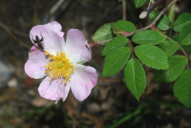 rosa micrantha