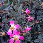rosa rubrifolia