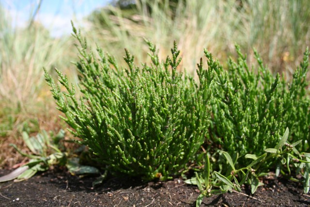 salicornia europaea
