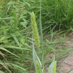 setaria viridis
