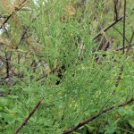 tamarix africana
